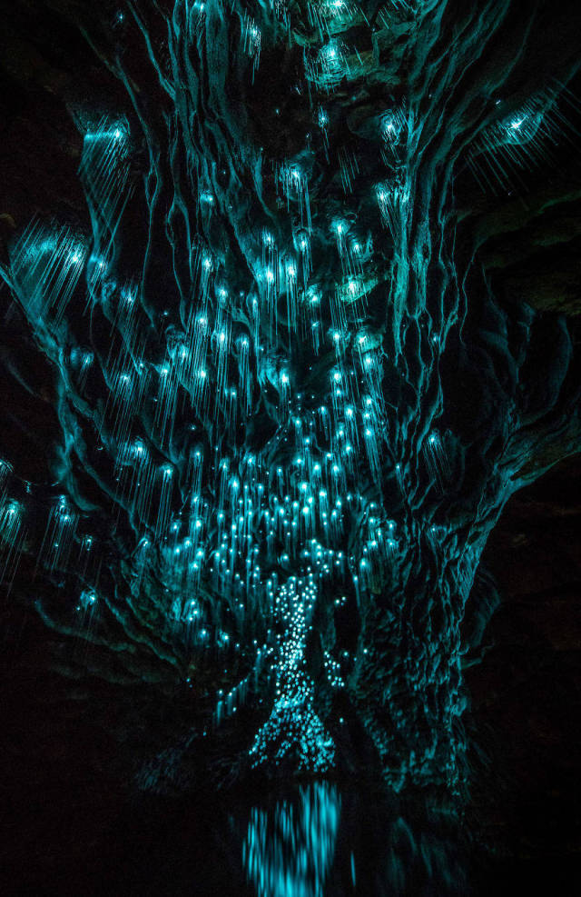 Waitomo Glowworm Caves, Waitomo, North Island, New Zealand