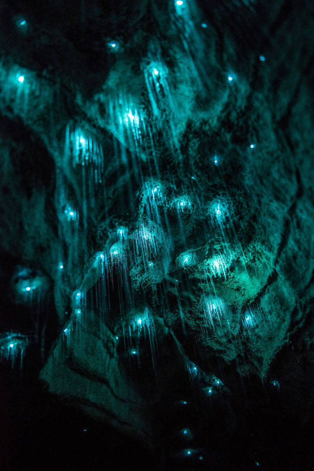 Waitomo Glowworm Caves, Waitomo, North Island, New Zealand