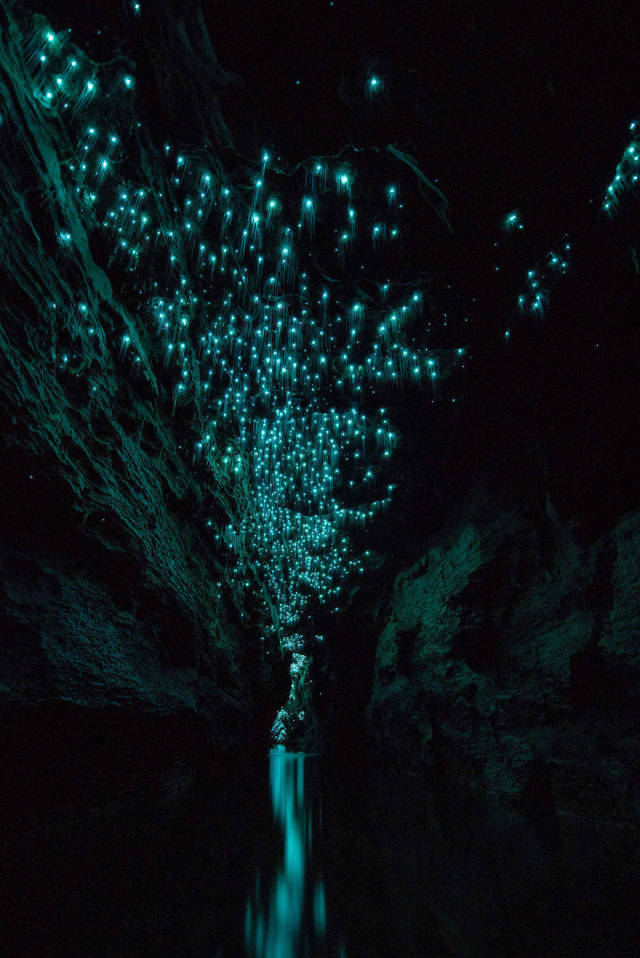 Waitomo Glowworm Caves, Waitomo, North Island, New Zealand