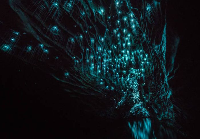 Waitomo Glowworm Caves, Waitomo, North Island, New Zealand