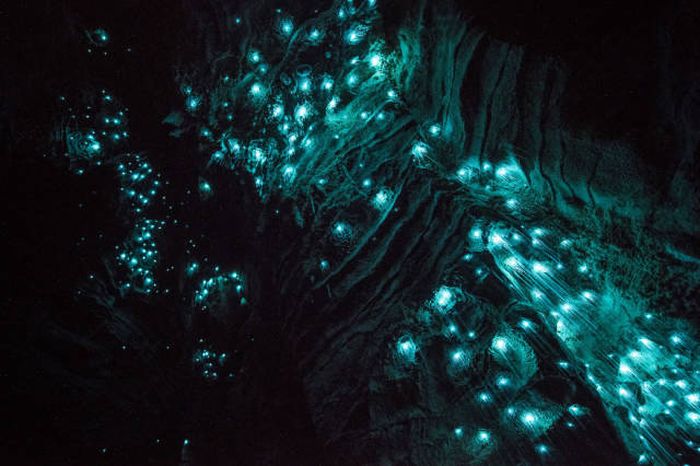 Waitomo Glowworm Caves, Waitomo, North Island, New Zealand