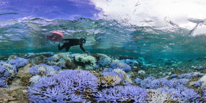 Coral reefs, Okinawa Islands, Japan