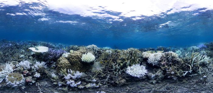 Coral reefs, Okinawa Islands, Japan