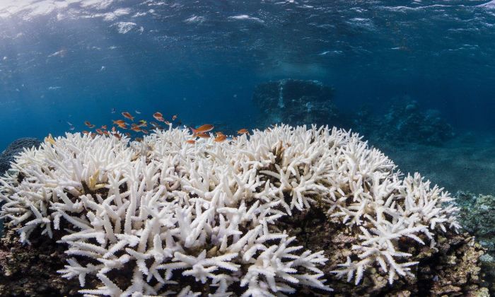 Coral reefs, Okinawa Islands, Japan