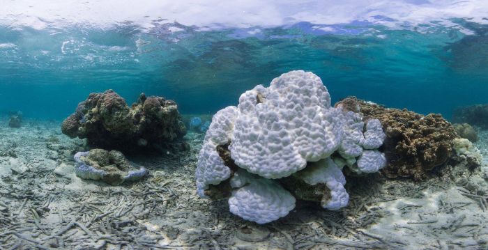 Coral reefs, Okinawa Islands, Japan