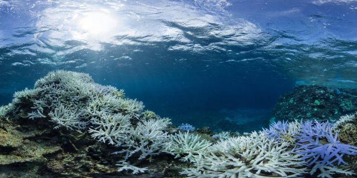 Coral reefs, Okinawa Islands, Japan