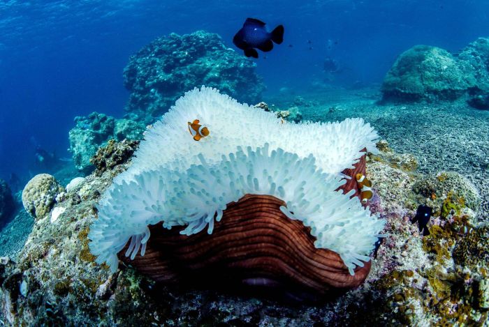 Coral reefs, Okinawa Islands, Japan