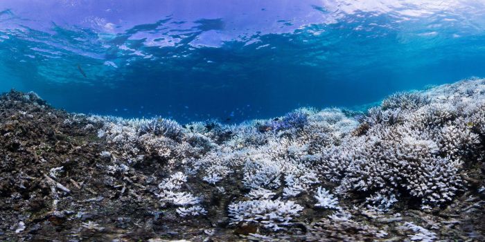 Coral reefs, Okinawa Islands, Japan