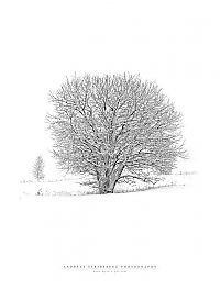 Trek.Today search results: nature photographs (c) andreas stridsberq