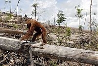 Trek.Today search results: The Republic of Indonesia - a state in Southeast Asia, the islands of the Malay archipelago and the western part of the island of New Guinea