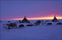 Trek.Today search results: deer dinner