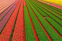 World & Travel: Tulip fields, Keukenhof, The Netherlands