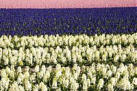World & Travel: Tulip fields, Keukenhof, The Netherlands
