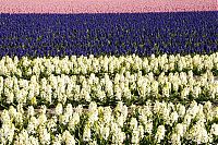 World & Travel: Tulip fields, Keukenhof, The Netherlands