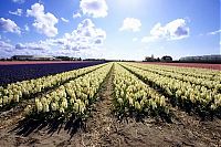 World & Travel: Tulip fields, Keukenhof, The Netherlands