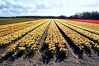 World & Travel: Tulip fields, Keukenhof, The Netherlands