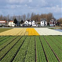 Trek.Today search results: Tulip fields, Keukenhof, The Netherlands