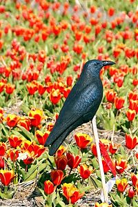 Trek.Today search results: Tulip fields, Keukenhof, The Netherlands