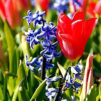 Trek.Today search results: Tulip fields, Keukenhof, The Netherlands