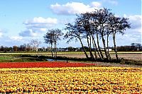 Trek.Today search results: Tulip fields, Keukenhof, The Netherlands