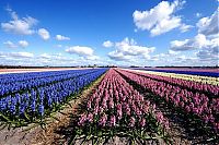 World & Travel: Tulip fields, Keukenhof, The Netherlands