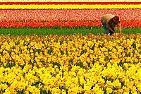 Trek.Today search results: Tulip fields, Keukenhof, The Netherlands