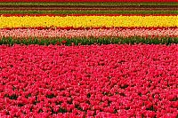 World & Travel: Tulip fields, Keukenhof, The Netherlands