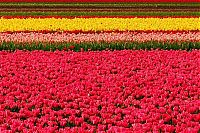 World & Travel: Tulip fields, Keukenhof, The Netherlands