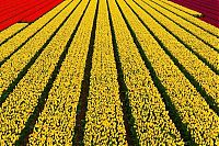 Trek.Today search results: Tulip fields, Keukenhof, The Netherlands