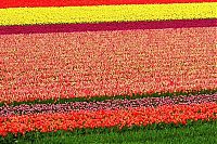 World & Travel: Tulip fields, Keukenhof, The Netherlands