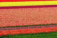 Trek.Today search results: Tulip fields, Keukenhof, The Netherlands