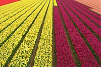 Trek.Today search results: Tulip fields, Keukenhof, The Netherlands