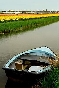 Trek.Today search results: Tulip fields, Keukenhof, The Netherlands