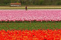 Trek.Today search results: Tulip fields, Keukenhof, The Netherlands