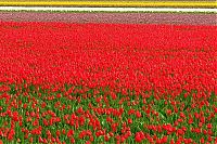 World & Travel: Tulip fields, Keukenhof, The Netherlands
