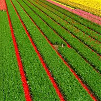 Trek.Today search results: Tulip fields, Keukenhof, The Netherlands