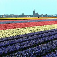 Trek.Today search results: Tulip fields, Keukenhof, The Netherlands