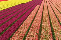 Trek.Today search results: Tulip fields, Keukenhof, The Netherlands