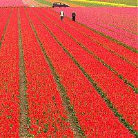 World & Travel: Tulip fields, Keukenhof, The Netherlands