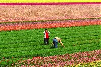 Trek.Today search results: Tulip fields, Keukenhof, The Netherlands