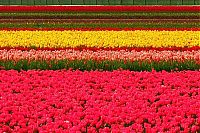 World & Travel: Tulip fields, Keukenhof, The Netherlands