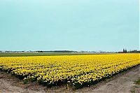 Trek.Today search results: Tulip fields, Keukenhof, The Netherlands