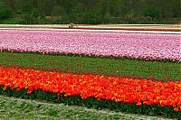 World & Travel: Tulip fields, Keukenhof, The Netherlands