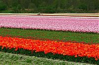 Trek.Today search results: Tulip fields, Keukenhof, The Netherlands