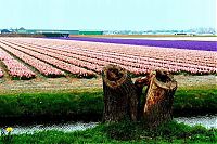 World & Travel: Tulip fields, Keukenhof, The Netherlands