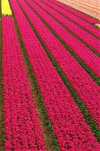 Trek.Today search results: Tulip fields, Keukenhof, The Netherlands