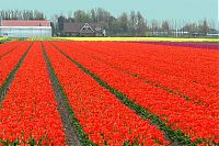 World & Travel: Tulip fields, Keukenhof, The Netherlands