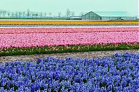 Trek.Today search results: Tulip fields, Keukenhof, The Netherlands