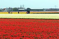 Trek.Today search results: Tulip fields, Keukenhof, The Netherlands