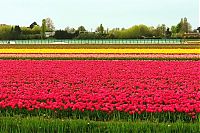 Trek.Today search results: Tulip fields, Keukenhof, The Netherlands